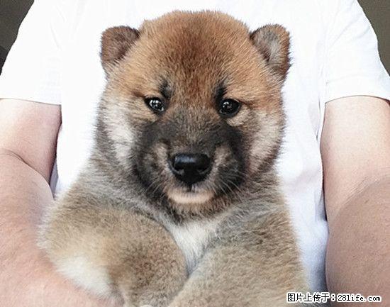 家养一窝双血统小柴犬 - 宠物交易 - 宠物信息 - 桂林分类信息 - 桂林28生活网 www.28life.net