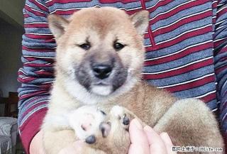 家养一窝双血统小柴犬 - 桂林28生活网 www.28life.net