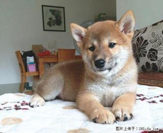家养一窝双血统小柴犬 - 桂林28生活网 www.28life.net