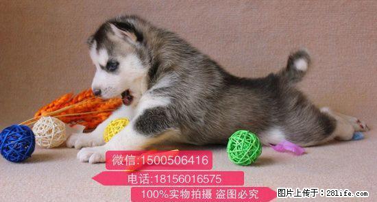 桂林哪里家狗场信誉好 - 宠物交易 - 宠物信息 - 桂林分类信息 - 桂林28生活网 www.28life.net