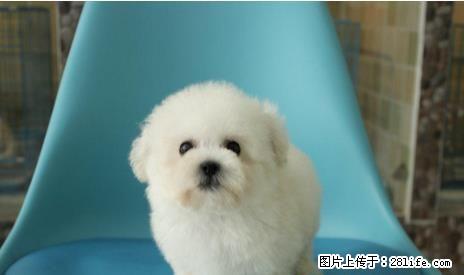 出售纯种法国卷毛比熊犬,性情开朗 - 宠物交易 - 宠物信息 - 桂林分类信息 - 桂林28生活网 www.28life.net