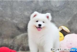 微笑天使萨摩耶全国出售丶公母均有丶纯种丶健康保证品质 - 桂林28生活网 www.28life.net
