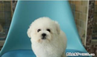 出售纯种法国卷毛比熊犬,性情开朗 - 桂林28生活网 www.28life.net