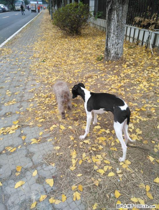 五个月大的格力犬，已经打针及打虫 - 宠物交易 - 宠物信息 - 桂林分类信息 - 桂林28生活网 www.28life.net