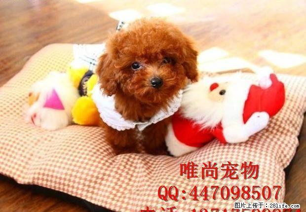 哪里出售泰迪幼犬多少钱一只 - 宠物交易 - 宠物信息 - 桂林分类信息 - 桂林28生活网 www.28life.net