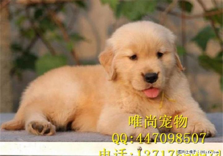 金毛好养吗多少钱一只 - 宠物交易 - 宠物信息 - 桂林分类信息 - 桂林28生活网 www.28life.net