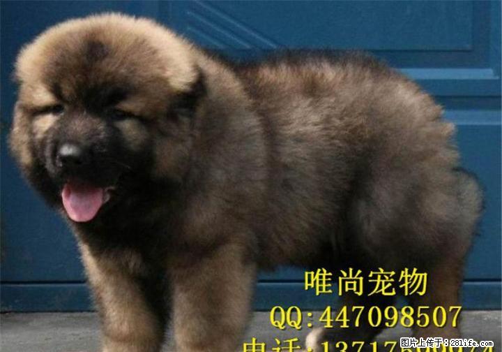 高加索多少钱一只可以 - 宠物交易 - 宠物信息 - 桂林分类信息 - 桂林28生活网 www.28life.net
