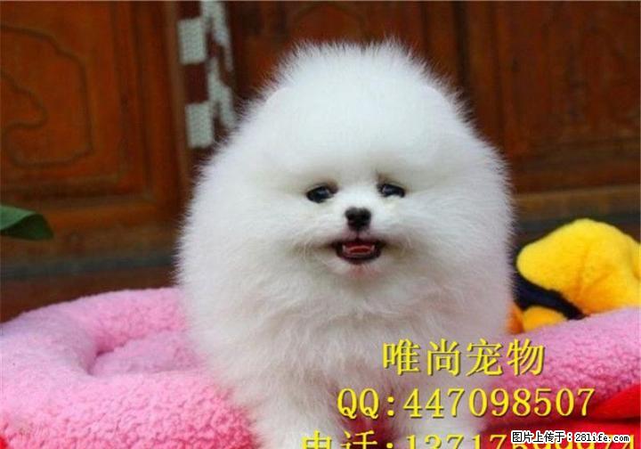 韩系博美犬价格 纯种韩系博美幼犬 哪里卖博美幼犬 - 宠物交易 - 宠物信息 - 桂林分类信息 - 桂林28生活网 www.28life.net