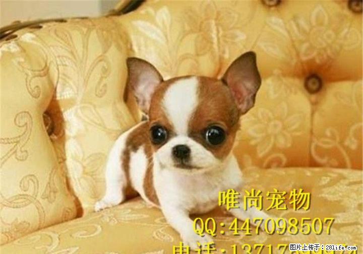 出售铁包金吉娃娃 纯种吉娃娃幼犬 小体吉娃娃好养么 - 宠物交易 - 宠物信息 - 桂林分类信息 - 桂林28生活网 www.28life.net
