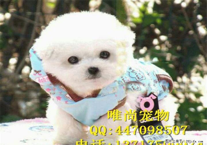出售纯种比熊犬 公母齐全 包健康 包纯种 签协议 - 宠物交易 - 宠物信息 - 桂林分类信息 - 桂林28生活网 www.28life.net
