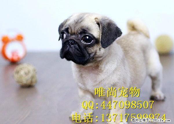 虎头皱脸小巴哥出售,短毛品相好,活泼可爱,纯种健康 - 宠物交易 - 宠物信息 - 桂林分类信息 - 桂林28生活网 www.28life.net