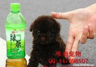 哪里出售泰迪幼犬多少钱一只 - 桂林28生活网 www.28life.net