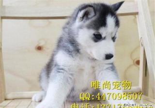 哈士奇多少钱一只好养吗 - 桂林28生活网 www.28life.net