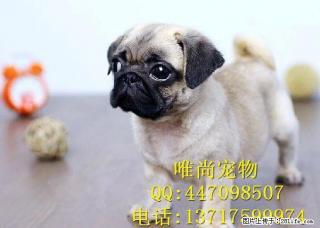 虎头皱脸小巴哥出售,短毛品相好,活泼可爱,纯种健康 - 桂林28生活网 www.28life.net