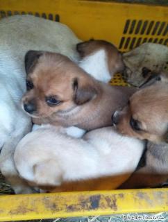 自家巴哥犬狗仔便宜卖150一只 - 桂林28生活网 www.28life.net