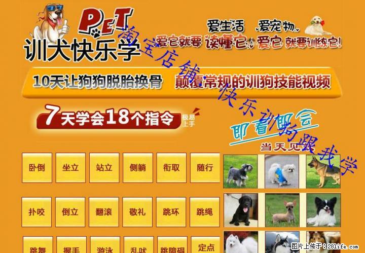 训狗教程 训犬视频大全 训练狗狗排便 金毛泰迪驯狗视频教程U盘版 - 宠物配种及服务 - 宠物信息 - 桂林分类信息 - 桂林28生活网 www.28life.net