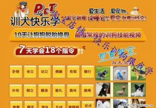 训狗教程 训犬视频大全 训练狗狗排便 金毛泰迪驯狗视频教程U盘版 - 桂林28生活网 www.28life.net