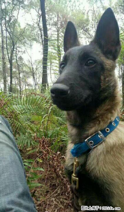 因工作原因现将自己的血统科目马犬转让 - 宠物交易 - 宠物信息 - 桂林分类信息 - 桂林28生活网 www.28life.net