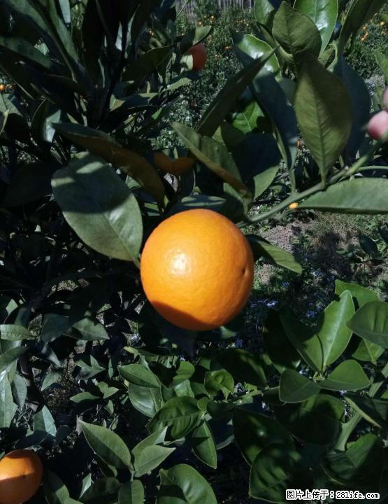 新鲜现摘的蜜香橙准备上市了，接受预定，欢迎到果园现摘！！ - 农作物 - 农林牧渔 - 桂林分类信息 - 桂林28生活网 www.28life.net