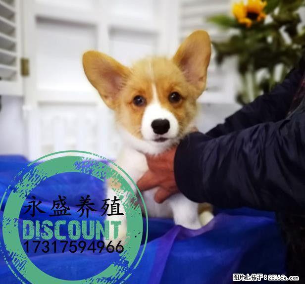 自家养殖的纯种柯基犬 保证纯种健康 近距离可上门自提 - 宠物交易 - 宠物信息 - 桂林分类信息 - 桂林28生活网 www.28life.net