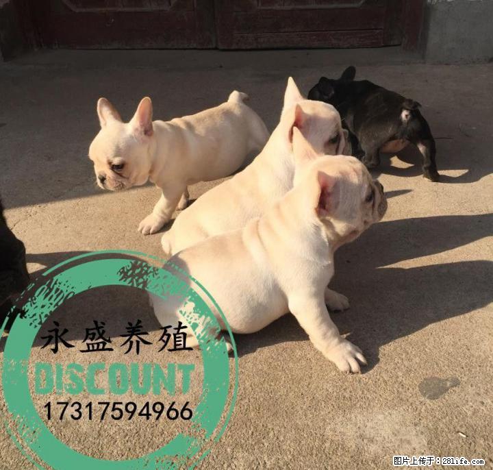 自家养殖的纯种法牛犬 保证纯种健康 近距离可上门自提 - 宠物交易 - 宠物信息 - 桂林分类信息 - 桂林28生活网 www.28life.net