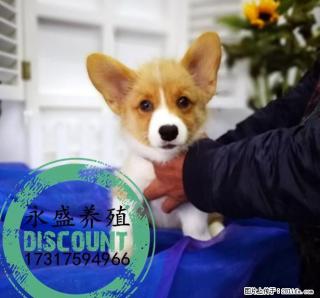 自家养殖的纯种柯基犬 保证纯种健康 近距离可上门自提 - 桂林28生活网 www.28life.net