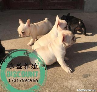自家养殖的纯种法牛犬 保证纯种健康 近距离可上门自提 - 桂林28生活网 www.28life.net