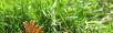 回收冬虫夏草 虫草一克多少钱 回收同仁堂冬虫夏草 - 礼品刀具 - 特色礼品 - 桂林分类信息 - 桂林28生活网 www.28life.net