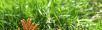 回收冬虫夏草 虫草一克多少钱 回收同仁堂冬虫夏草 - 桂林28生活网 www.28life.net
