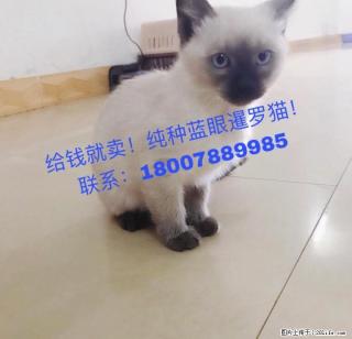 2个月大蓝眼暹罗猫便宜出售18007889985周先生 - 桂林28生活网 www.28life.net