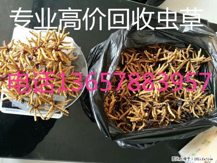 桂林市回收礼盒冬虫夏草；桂林市回收散装冬虫夏草 - 烟具酒具 - 特色礼品 - 桂林分类信息 - 桂林28生活网 www.28life.net