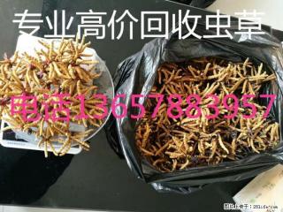 桂林市回收礼盒冬虫夏草；桂林市回收散装冬虫夏草 - 桂林28生活网 www.28life.net