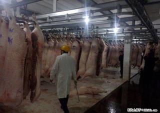 预定食用牲鲜猪肉 预定食用牲鲜猪肉 预定食用牲鲜猪肉 - 桂林28生活网 www.28life.net