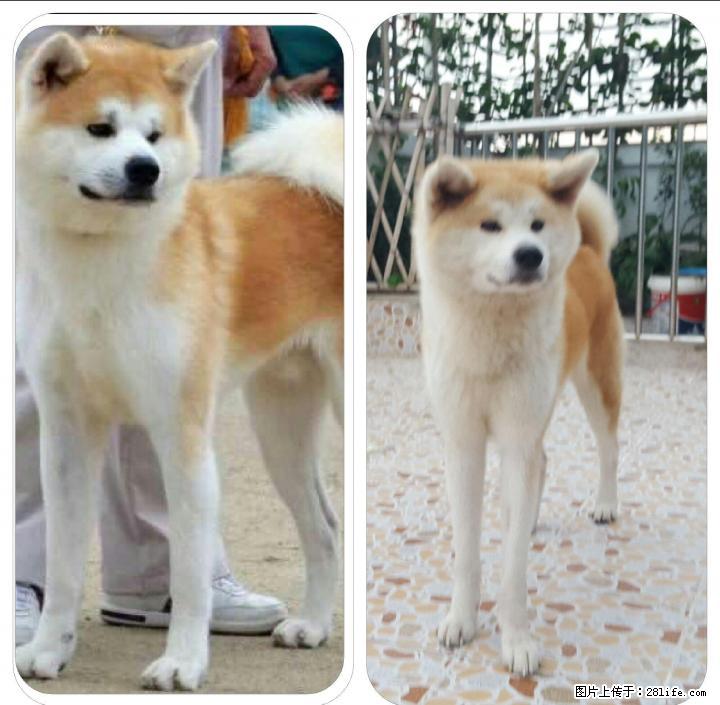 长期出售赛级秋田幼犬，成犬 - 宠物交易 - 宠物信息 - 桂林分类信息 - 桂林28生活网 www.28life.net