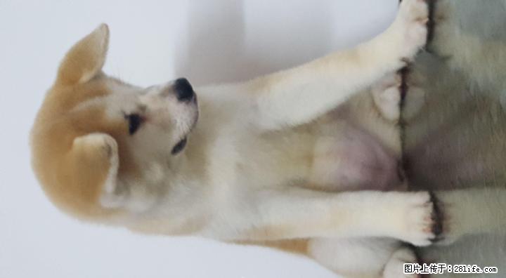 赤色秋田幼犬母出售，3个月，包健康。 - 宠物交易 - 宠物信息 - 桂林分类信息 - 桂林28生活网 www.28life.net