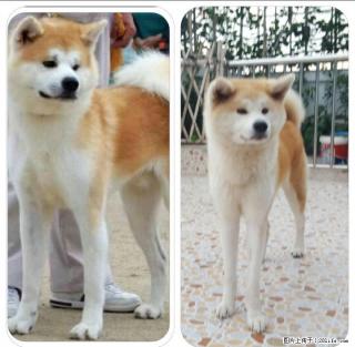 长期出售赛级秋田幼犬，成犬 - 桂林28生活网 www.28life.net