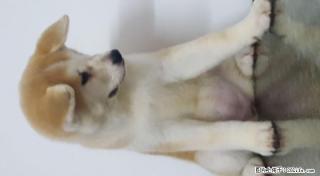 赤色秋田幼犬母出售，3个月，包健康。 - 桂林28生活网 www.28life.net