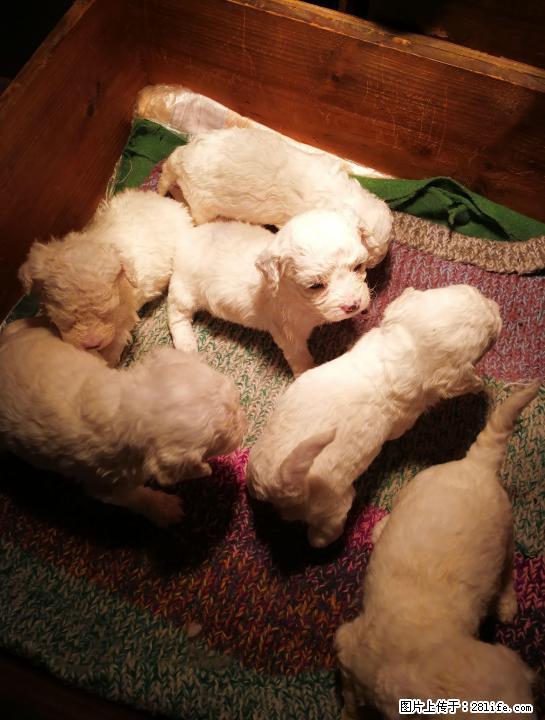 为出生三十多天的纯白色比熊犬宝宝寻找新主人 - 宠物交易 - 宠物信息 - 桂林分类信息 - 桂林28生活网 www.28life.net
