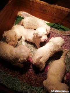为出生三十多天的纯白色比熊犬宝宝寻找新主人 - 桂林28生活网 www.28life.net