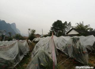 正宗W.莫科特，荔浦砂糖橘出售 - 桂林28生活网 www.28life.net