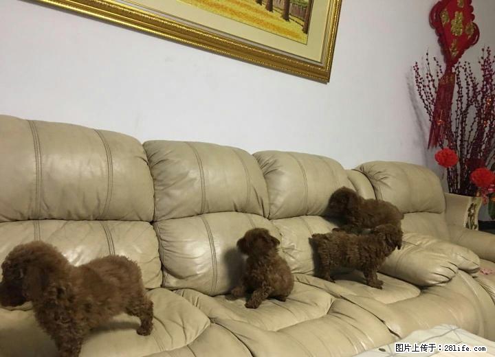 出售4只小贵宾犬，有意者联系 - 宠物交易 - 宠物信息 - 桂林分类信息 - 桂林28生活网 www.28life.net