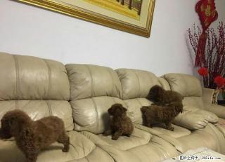 出售4只小贵宾犬，有意者联系 - 桂林28生活网 www.28life.net