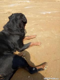 罗威纳斯巴达分舍黑虎岗犬舍的后代 - 桂林28生活网 www.28life.net
