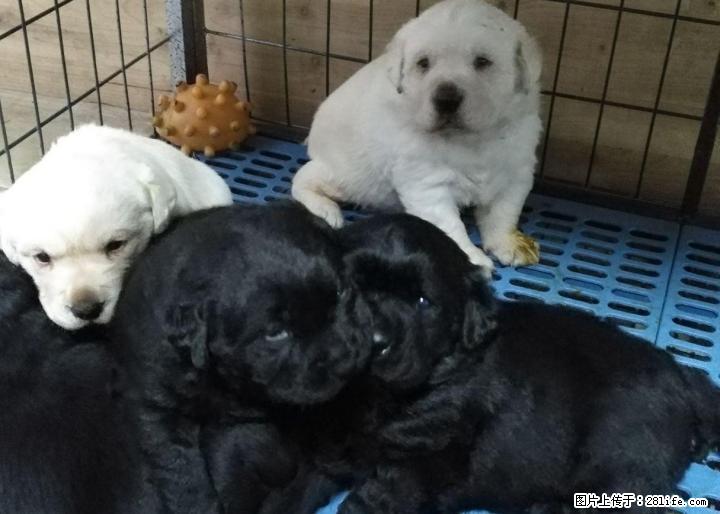 可爱的拉布拉多幼犬出售 - 宠物交易 - 宠物信息 - 桂林分类信息 - 桂林28生活网 www.28life.net