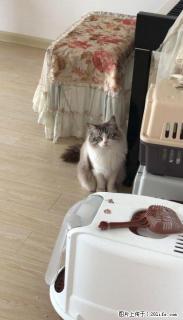 布偶猫，公母各一只，打包出售。 - 桂林28生活网 www.28life.net