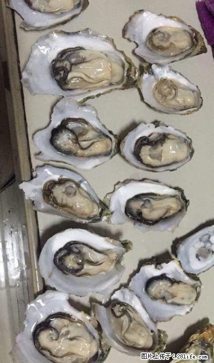 生蚝钦州港生蚝北部湾生蚝 - 牲畜 - 农林牧渔 - 桂林分类信息 - 桂林28生活网 www.28life.net
