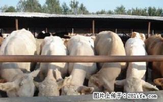 山西省龙城牧业养殖场 - 桂林28生活网 www.28life.net