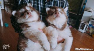 纯种阿拉斯加巨型犬幼崽出售 - 桂林28生活网 www.28life.net