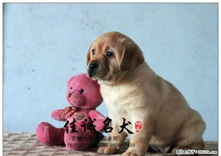 哪里卖纯种黄色拉布拉多犬 - 宠物交易 - 宠物信息 - 桂林分类信息 - 桂林28生活网 www.28life.net