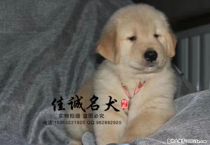 哪里卖纯种大头金毛犬 - 宠物交易 - 宠物信息 - 桂林分类信息 - 桂林28生活网 www.28life.net